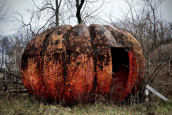 Deer Forest - January 2024 Photo From Dan Keeley (newer photo)
